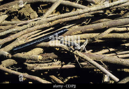 Italie Calabre , Rossano , récolte de racines de réglisse Glycyrrhiza glabra Réglisse d'une usine de confiserie à la réglisse Banque D'Images