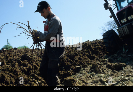 Italie Calabre , Rossano , récolte de racines de réglisse Glycyrrhiza glabra Réglisse d'une usine de confiserie à la réglisse Banque D'Images