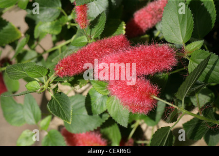 Ou de pied nain plante Chenille, fraise Firetails Red-Hot, queue de chat, queue du chaton, le pendula, Euphorbiaceae. Banque D'Images