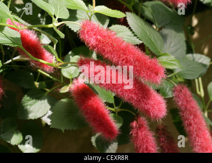 Ou de pied nain plante Chenille, fraise Firetails Red-Hot, queue de chat, queue du chaton, le pendula, Euphorbiaceae. Banque D'Images