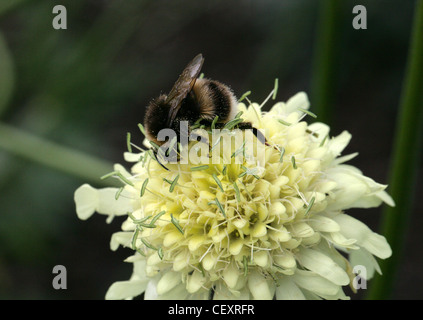 Heath, bourdon Bombus jonellus, Apinae, Apidae, Hyménoptères sur Mourning-Bride, Pincushion Fleur, Scabios songarica Scabius,. Banque D'Images