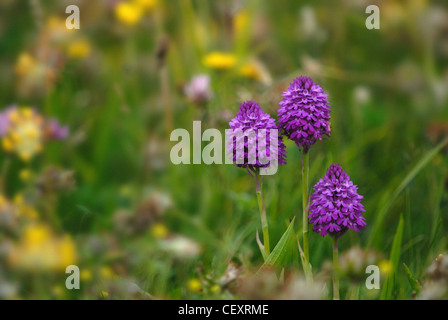 Trois têtes de fleurs d'une orchidée pyramidale sauvages UK Banque D'Images