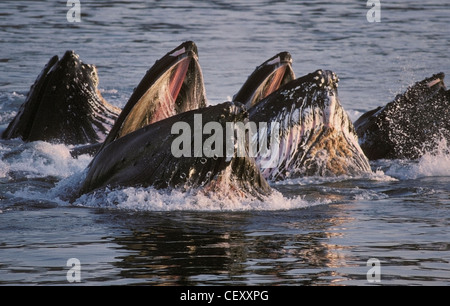 Les baleines à bosse coopérer dans ce qui est appelé net bulle s'alimenter pendant leur migration estivale pour les eaux de l'Alaska. Banque D'Images