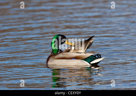 Canard sauvage / mallard (Anas platyrhynchos) Drake se lissant les plumes sur le lac Banque D'Images