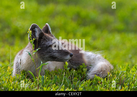 Le renard arctique (Vulpes lagopus / Alopex lagopus) reposant sur la toundra en été, Laponie, Suède Banque D'Images