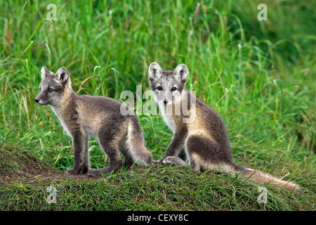 Le renard arctique (Vulpes lagopus / Alopex lagopus) d'oursons à den dans la toundra en été, Laponie, Suède Banque D'Images