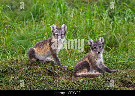 Le renard arctique (Vulpes lagopus / Alopex lagopus) d'oursons à den dans la toundra en été, Laponie, Suède Banque D'Images