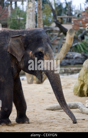 L'éléphant d'Asie en captivité Elephas maximus Banque D'Images