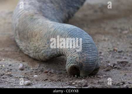 L'éléphant d'Asie en captivité Elephas maximus Banque D'Images