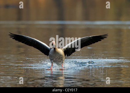 / Oie cendrée oie cendrée (Anser anser) l'atterrissage sur le lac, Allemagne Banque D'Images