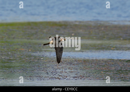 Eurasian Hobby (Falco subbuteo) chassant les libellules, au-dessus du lac, Allemagne Banque D'Images