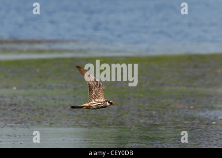 Eurasian Hobby (Falco subbuteo) chassant les libellules, au-dessus du lac, Allemagne Banque D'Images