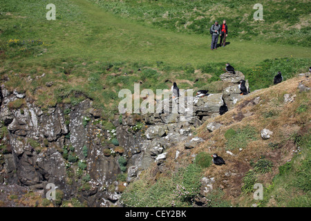 Les visiteurs suivant pour les macareux sur Lunga, une des Trshnish Isles dans les Hébrides intérieures de l'Écosse Banque D'Images