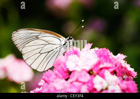 Papillon blanc reposant sur une fleur rouge Banque D'Images