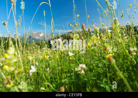 Spring meadow aux herbes des montagnes et des fleurs, l'herbe verte Banque D'Images