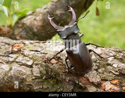 Stag beetle insecte mâle montrant ses grandes cornes Banque D'Images