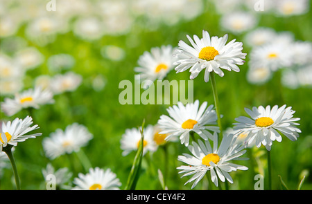 Printemps fleurs blanches, marguerites dans un pré vert close up Banque D'Images