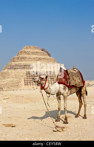 Camel et la pyramide à degrés de Djoser à saqqara, Egypte Banque D'Images