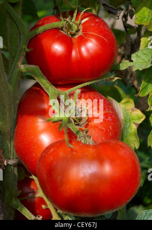 Big tomates mûres dans un jardin Banque D'Images