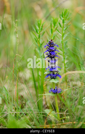 Belle fleur bleue fleur de printemps sauvage Banque D'Images