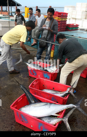 Des albacore étant pesé à Kota Kinabalu waterfront. Banque D'Images