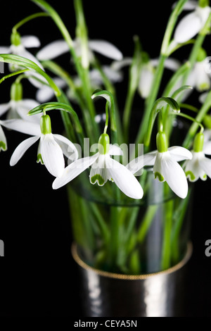 Galanthus nivalis. Perce-neige dans un vase en verre sur un fond noir. Banque D'Images