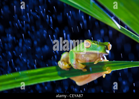 Petite rainette assis sur feuille verte dans la pluie Banque D'Images