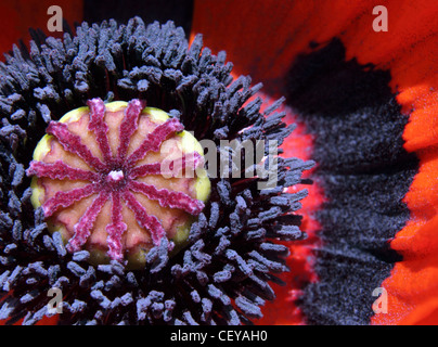 Verticille d'étamines, centrale de l'ovaire un géant pavot rouge - Papaver rhoeas Banque D'Images