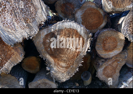 Pile de bois fraîchement coupé, dans le Maine. Banque D'Images