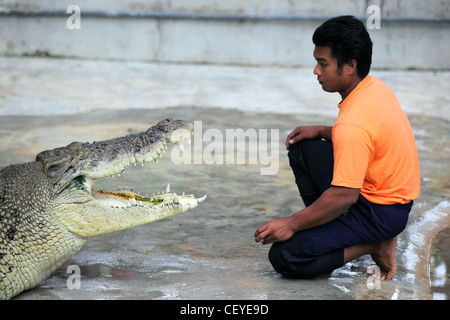 Dans l'exécution de l'homme malais à crocodile crocodile farm. Langkawi, Kedah, Malaisie, Asie du Sud-Est, Asie Banque D'Images