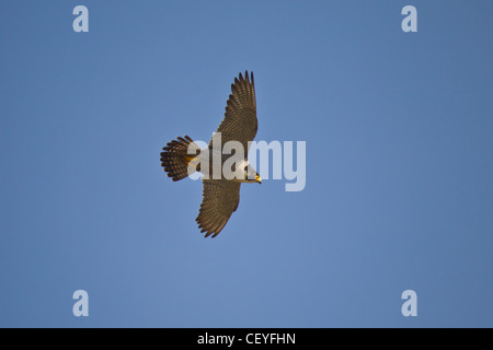 Wanderfalke, Falco peregrinus, faucon pèlerin Banque D'Images