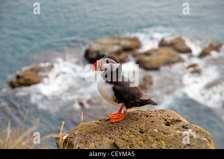 Latrabjarg - Islande macareux. sur le rocher. voir. Banque D'Images