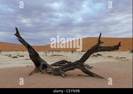 Deadvlei, l'argile blanche près de Sossusvlei pan dans le Namib Naukluft Park. La Namibie. Banque D'Images