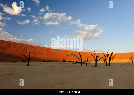 Lever de soleil à Deadvlei, l'argile blanche près de Sossusvlei pan dans le Namib Naukluft Park. La Namibie. Banque D'Images