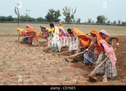 Les femmes travaillent dans un champ de henné ( Inde) Banque D'Images