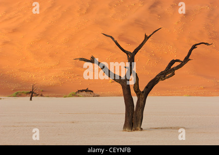 Deadvlei, l'argile blanche près de Sossusvlei pan dans le Namib Naukluft Park. La Namibie. Banque D'Images