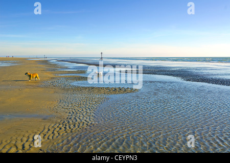 Les chiens sur la plage West Wittering West Sussex UK Banque D'Images