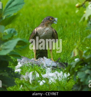 Fauve (Accipiter nisus) avec un pigeon mort dans un jardin, Hampshire, Royaume-Uni Banque D'Images