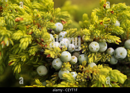 Açores - Juniper plante endémique Banque D'Images
