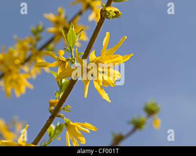 Forsythia intermedia un arbuste fleuri jaune qui fleurit au printemps avec un ciel bleu en arrière-plan Banque D'Images