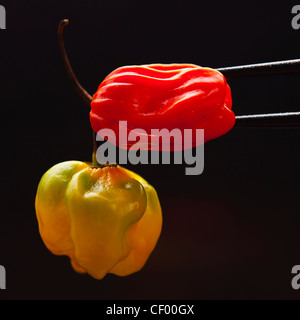 Jaune et rouge piment scotch bonnet avec des baguettes Banque D'Images