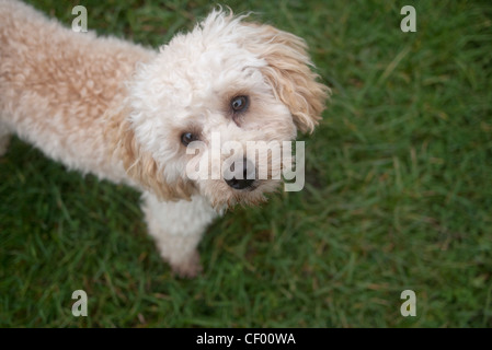 Caniche toy, abricot, couleur, couleur Banque D'Images