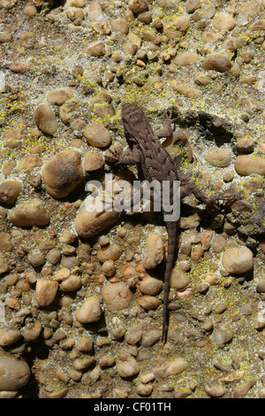 Eastern Fence lizard on rock de grès rouge River Gorge Kentucky lichen Banque D'Images