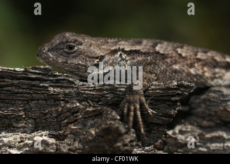 Eastern Fence lizard sur le pin rouge écorce River Gorge Kentucky Daniel Boone National Forest Banque D'Images