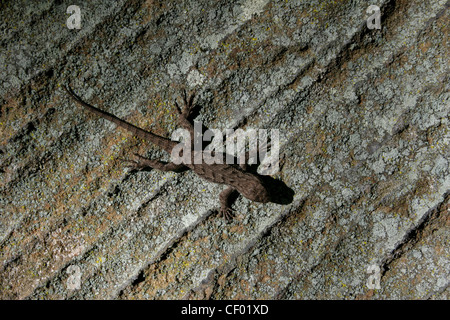 Eastern Fence lizard on rock de grès rouge River Gorge Kentucky lichen Banque D'Images