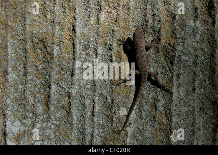Eastern Fence lizard on rock de grès rouge River Gorge Kentucky lichen Banque D'Images