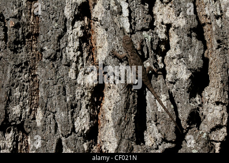 Eastern Fence lizard sur le pin rouge écorce River Gorge Kentucky Daniel Boone National Forest Banque D'Images