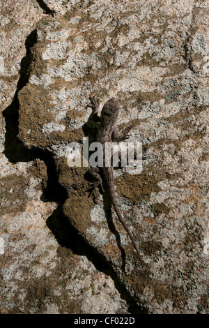 Eastern Fence lizard on rock de grès rouge River Gorge Kentucky lichen Banque D'Images