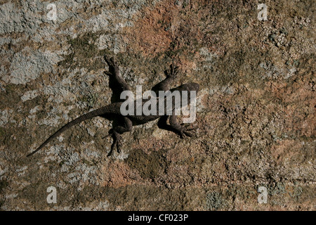Eastern Fence lizard on rock de grès rouge River Gorge Kentucky lichen Banque D'Images