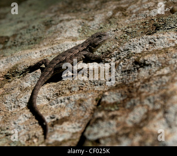 Eastern Fence lizard on rock de grès rouge River Gorge Kentucky lichen Banque D'Images